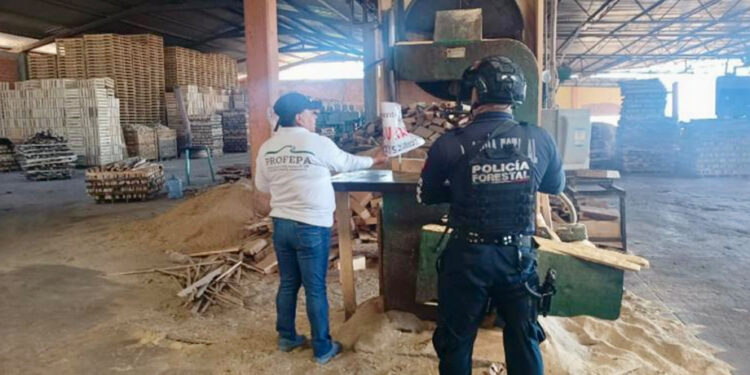 SSP y PROFEPA clausuran aserraderos en Chignahuapan y Aquixtla
