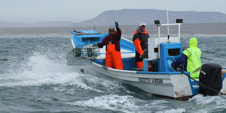 En septiembre inician seis vedas en Baja California, Baja California Sur, Tamaulipas y Tabasco