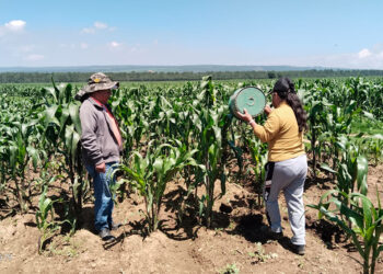 Biofertilizante de Altosano Granjas Carroll impulsa cultivos en Veracruz y Puebla