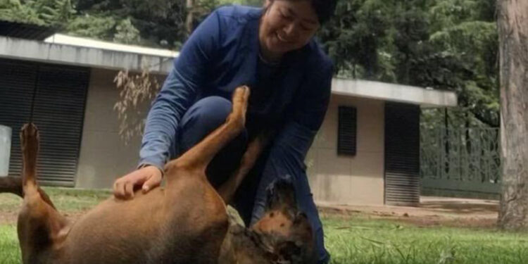 SEDIF asegura dos caninos en condiciones de abandono y llama a denunciar