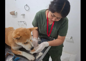 Gobierno del Estado protege a Akari ante un caso de maltrato animal
