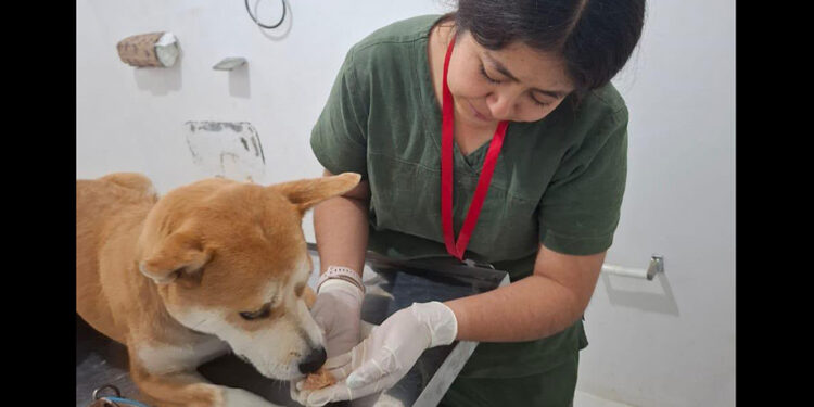 Gobierno del Estado protege a Akari ante un caso de maltrato animal
