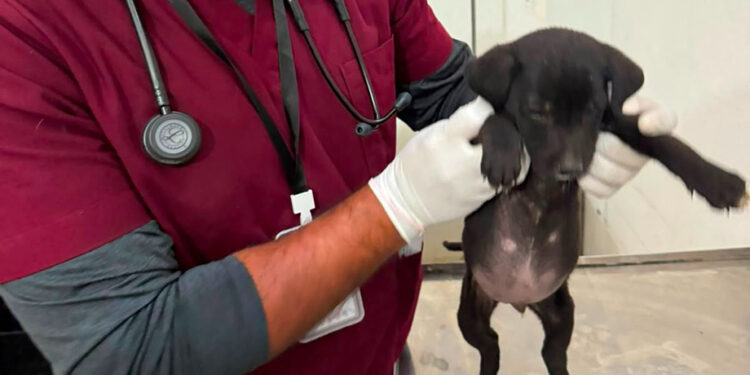Rescata SEDIF a cuatro caninos víctimas de maltrato en Huaquechula