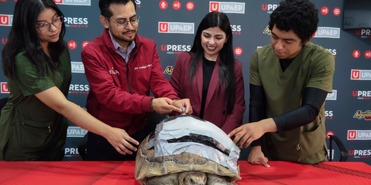 UPAEP crea órtesis biónica para tortuga Darwin