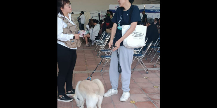 Realizan jornada masiva de esterilización para perros y gatos en San Andrés Cholula