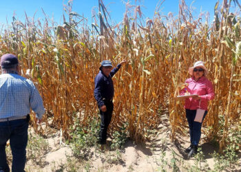 Gobierno Estatal mantiene atención a productores afectados por sequía