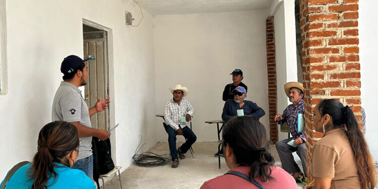 Refuerzan acciones preventivas contra el gusano barrenador
