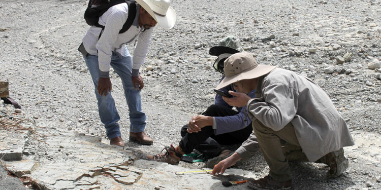 Investigadores BUAP registran nuevas huellas de dinosaurio en Puebla