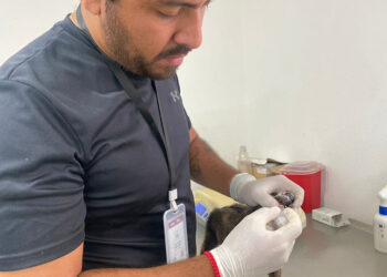 SEDIF exhorta a evitar mutilaciones estéticas tras rescate de cachorros en Tochimilco
