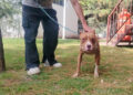 Dirección de Bienestar Animal rescata a canina encadenada en Casa Blanca