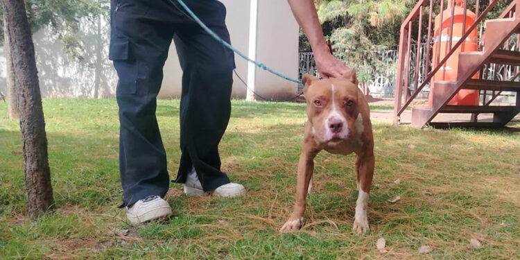Dirección de Bienestar Animal rescata a canina encadenada en Casa Blanca
