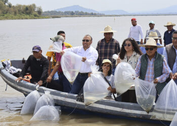 IMIPAS fortalece la restauración del Lago de Pátzcuaro con la repoblación de 50 mil ejemplares de acúmara