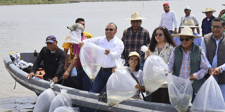 IMIPAS fortalece la restauración del Lago de Pátzcuaro con la repoblación de 50 mil ejemplares de acúmara
