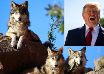 Trump quitar protecciones al lobo gris mexicano y permite su caza en EU