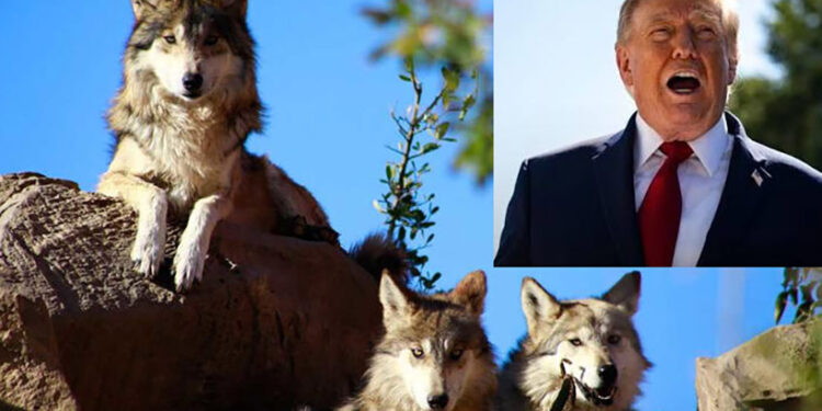 Trump quitar protecciones al lobo gris mexicano y permite su caza en EU