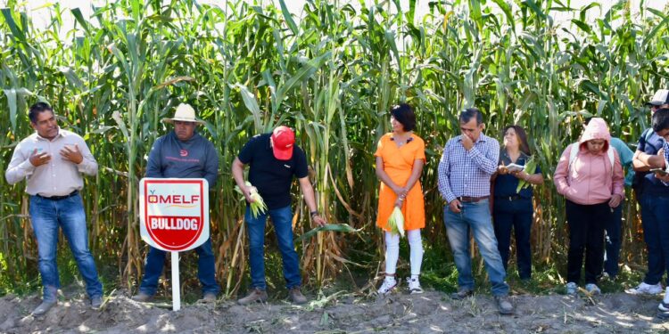 Producen estudiantes de la UTH catorce toneladas de maíz