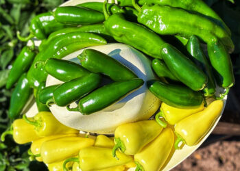Producción de chile, jitomate y cebolla asegura el abasto para los festejos patrios