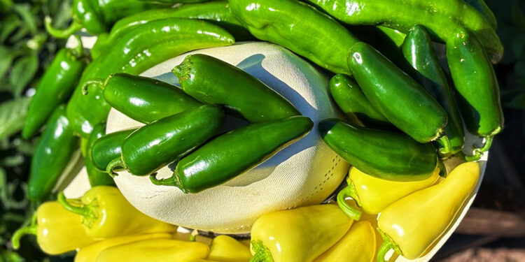 Producción de chile, jitomate y cebolla asegura el abasto para los festejos patrios