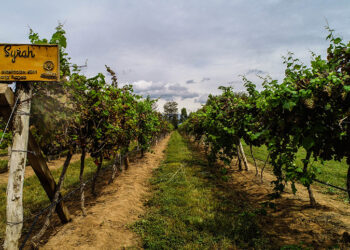 Crece 3.85% anual la producción de uva para vino en México: Agricultura