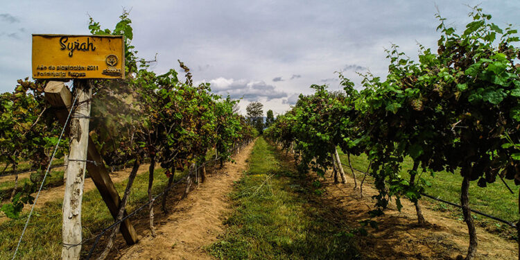 Crece 3.85% anual la producción de uva para vino en México: Agricultura