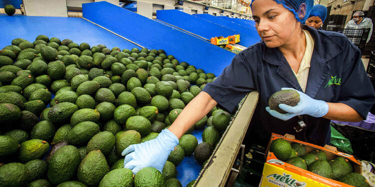 Agricultura y SAT fortalecen la cadena de exportación de aguacate a EU