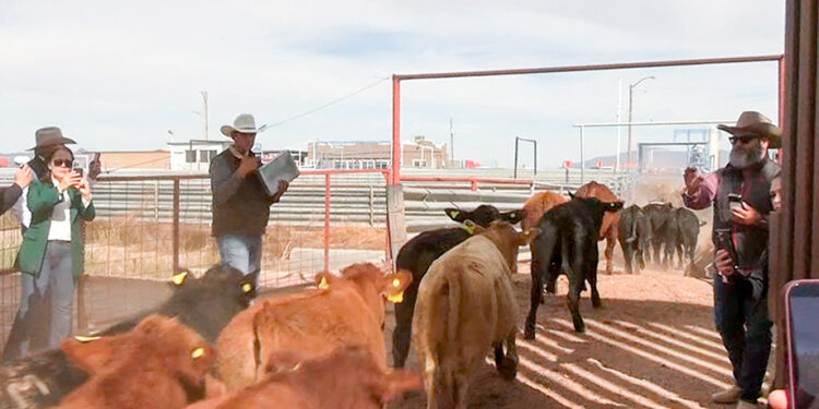 Reanuda México exportación de ganado en pie a Estados Unidos desde Puerto Palomas, Chihuahua