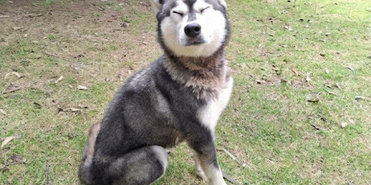 SEDIF realiza aseguramiento precautorio de una canina por presunto maltrato