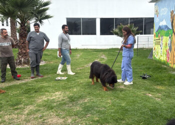 SEDIF mantiene bajo resguardo a siete caninos por presunto maltrato