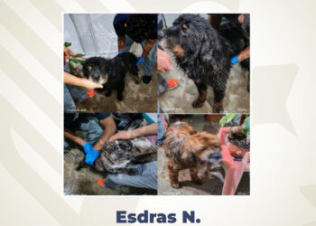 Obtiene Fiscalía vinculación a proceso contra imputado por maltrato animal en agravio de siete caninos