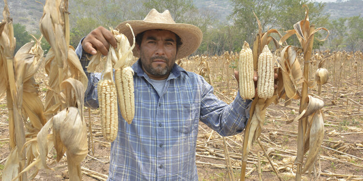 Garantiza Gobierno de México abasto de maíz blanco en Guerrero con reservas estratégicas y acopio histórico