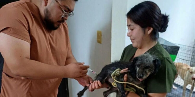 Salud y SEDIF aplican vacunas antirrábicas a caninos bajo resguardo