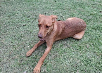 SEDIF y Fiscalía protegen a tres caninos ante presunto maltrato